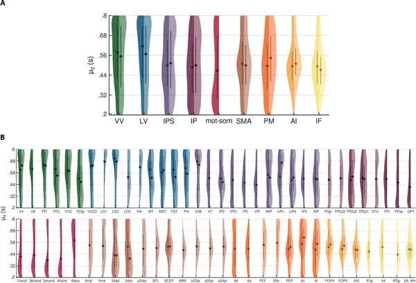 Violin plots show how brain areas differ in preferred time durations, with colors marking regions and sides showing left and right brain hemispheres.