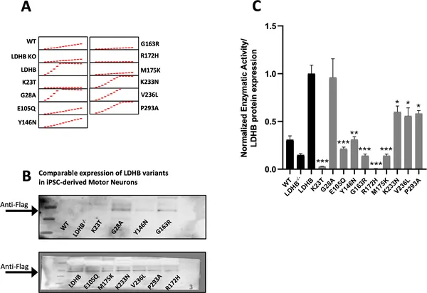 Rare LDHB gene changes in ALS patients reduce enzyme activity in human motor neurons compared to the normal gene version.