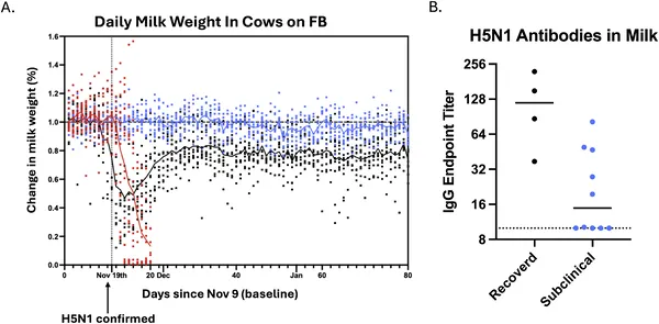 Milk from cows with mild or recovered illness showed different milk drops and levels of antibodies against H5 virus.