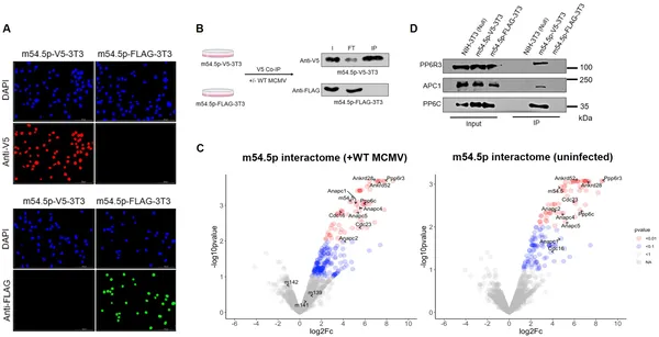 m54.5p protein interacts with PP6 and APC/C complex parts, shown by staining, protein pull-downs, and mass spectrometry analysis.