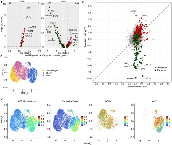 WNV infection triggers stress and immune responses in HAP1 cells, shown by gene activity and viral counts comparisons.