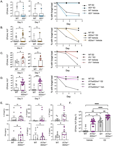 Mice lacking IL-17/22 receptors show higher fungal infection without hormone treatment, with immune response differences seen at day 3.