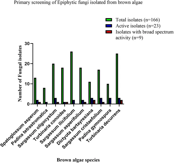 Testing fungi from brown algae for their ability to fight bacteria using agar plug method.