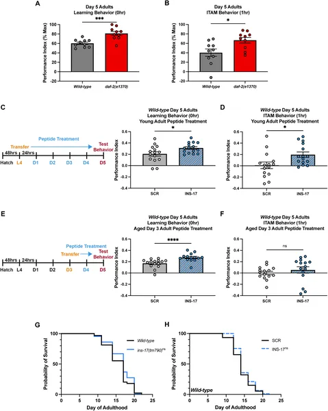 INS-17 improves learning and memory in aging worms without affecting lifespan.