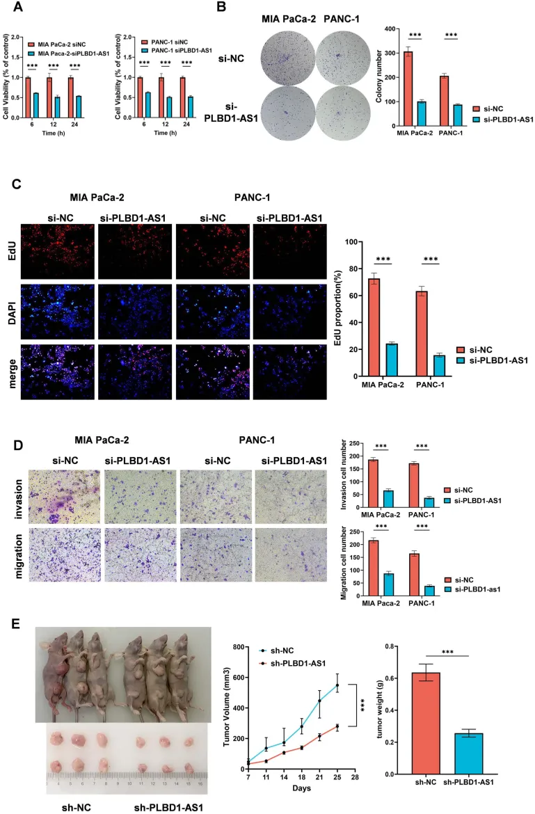 PLBD1-AS1 boosts tumor cell growth, movement, and spread in lab tests and mouse models, showing its role in cancer progression.