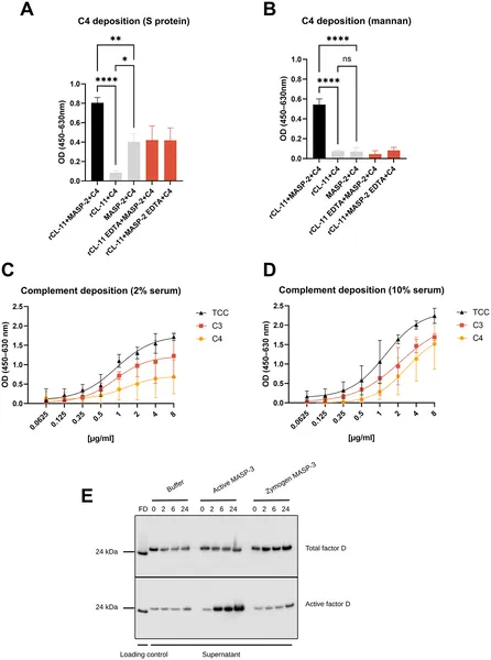 Study shows how proteins trigger immune responses by depositing complement factors on virus-like surfaces, highlighting key activation steps.