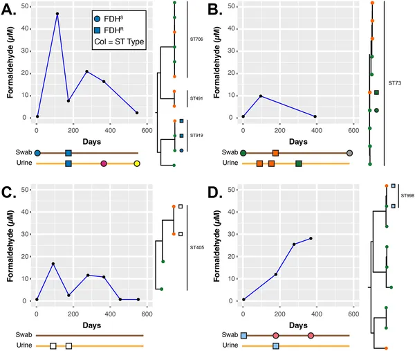 Timelines and genetic links of E. coli in four patients show how formaldehyde levels in urine relate to resistant bacterial strains over time.