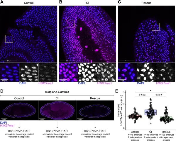 Embryos from CI flies show higher H3K27me1 levels compared to controls, indicating changes in chromatin during early development.