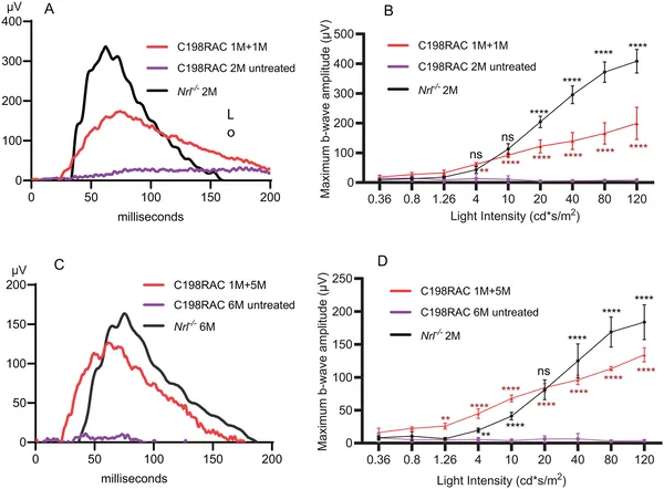 Gene therapy improved cone cell function in treated mice compared to untreated ones, showing stronger eye responses to light over time.
