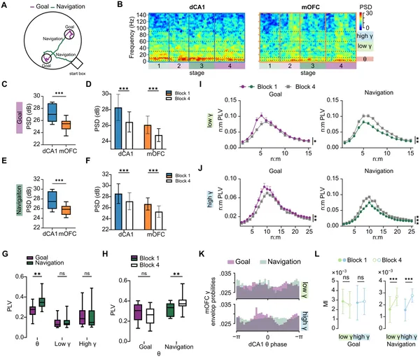 Brain waves in specific regions change during goal-directed learning as animals navigate and reach target spots.