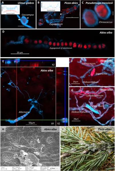 Microscopic images show fungi, algae, and cyanobacteria interacting and forming networks on plant surfaces.