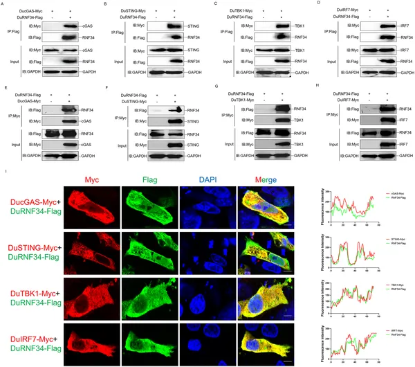DuRNF34 protein binds and co-locates with DucGAS, DuSTING, DuTBK1, and DuIRF7 in cells, shown by lab tests and microscopy.