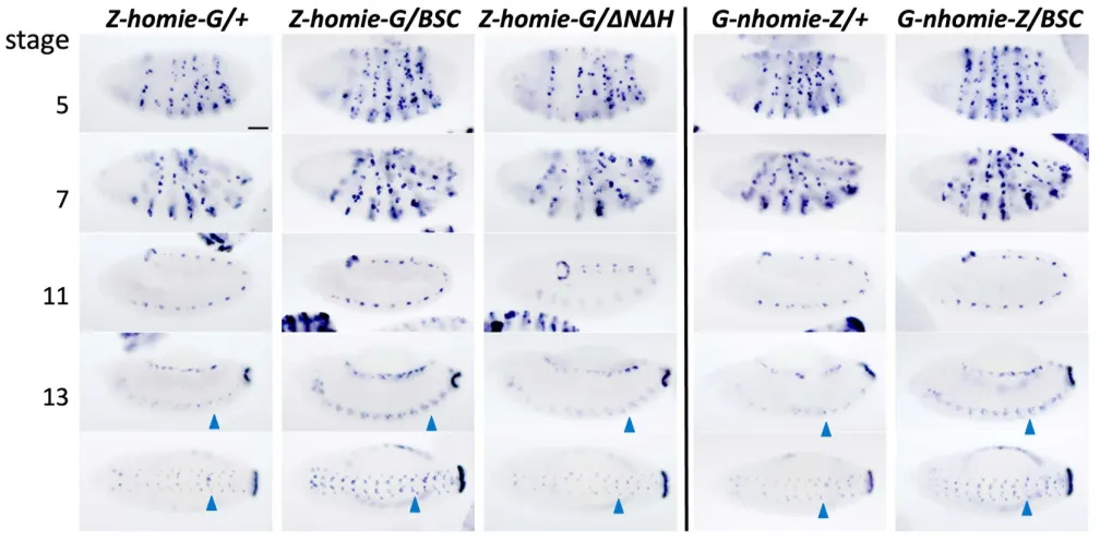 Gene activity in the nervous system is stronger late in development when a key gene region is missing on the paired chromosome.