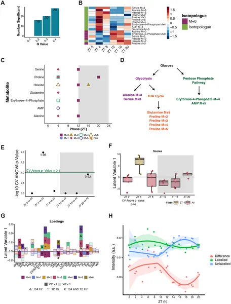 Glucose boosts biosynthesis across multiple pathways at ZT 4, showing daily rhythmic patterns in metabolites and significant changes compared to other times.