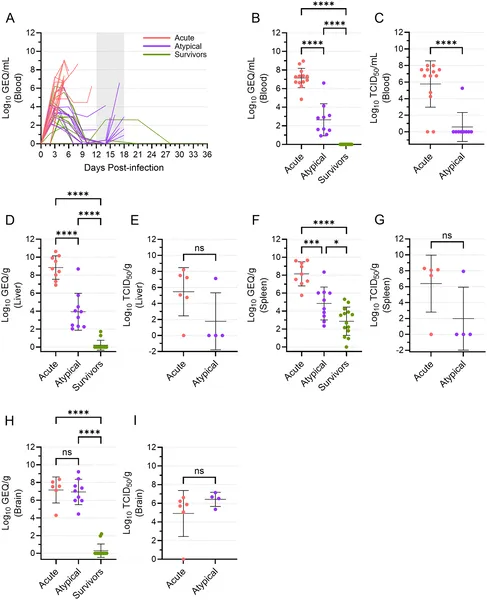 Viral RNA and infectious virus levels vary over time and across organs in ferrets with different disease outcomes.