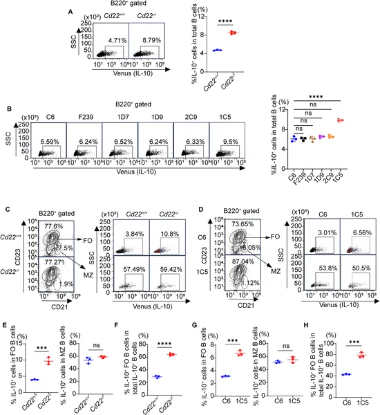 Treating mice with antibody 1C5 boosts IL-10 producing B cells in the spleen, showing a strong immune response increase.