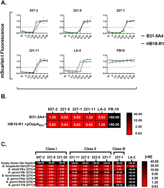 Antibodies targeting OspA help the immune system kill different strains of Lyme disease bacteria by activating complement proteins.