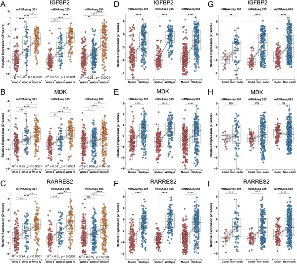 Higher levels of MPS genes IGFBP2, MDK, and RARRES2 are linked to more aggressive gliomas and specific genetic traits in patient data.