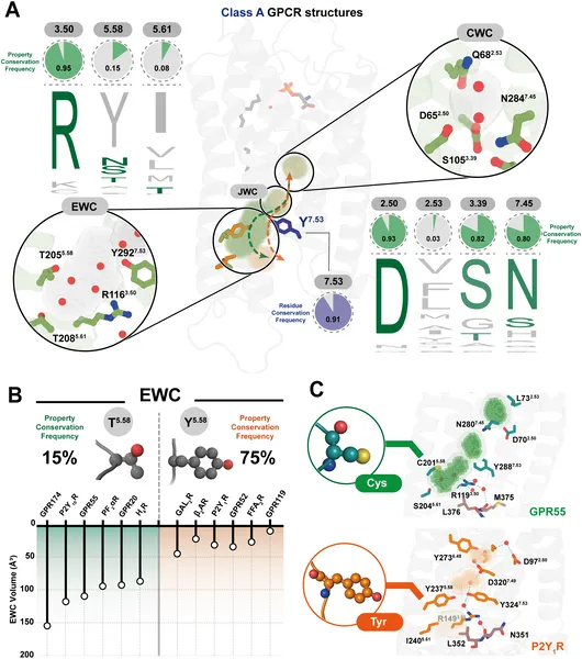 Water cavities in class A GPCRs show conserved and varied residues affecting structure and function across different receptors.