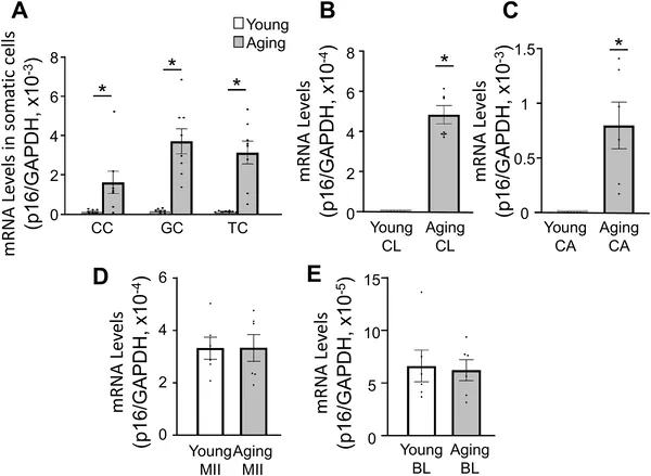p16 gene levels rise with age in certain ovarian cells but stay the same in egg cells, shown in young and old mice samples.