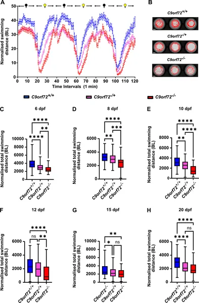 Removing the C9orf72 gene reduces swimming activity in zebrafish larvae from 6 to 20 days after fertilization.