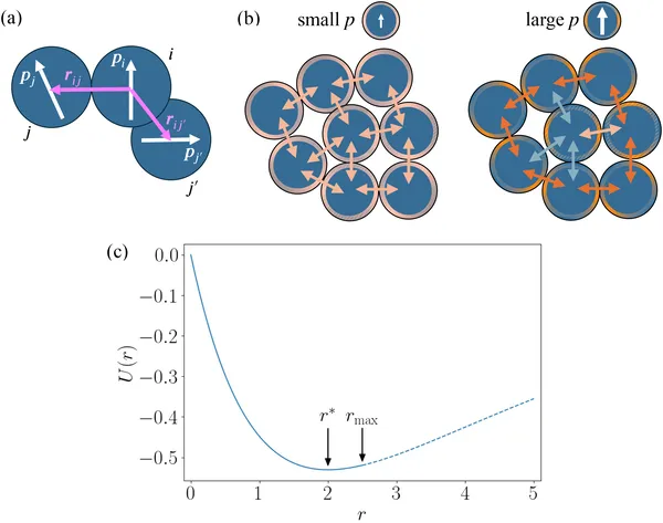 Diagram shows cells as blue circles with arrows for movement direction, color-coded edges for stickiness, and how cells interact based on distance and adhesion.