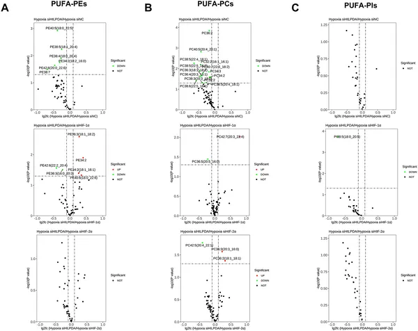 This figure shows how different proteins affect certain fat molecules in cells under low oxygen, highlighting key differences in their regulation.