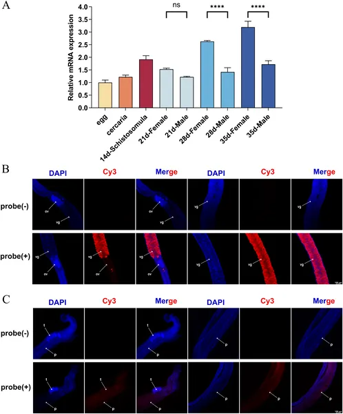 SjHAT1 gene activity varies by stage and sex in S. japonicum worms, and the protein is found in reproductive organs of both males and females.