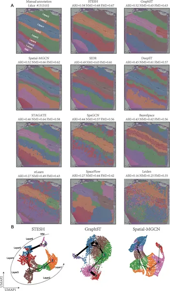 Fig 3 shows how STESH better identifies brain tissue regions and maps cell development paths compared to other methods.
