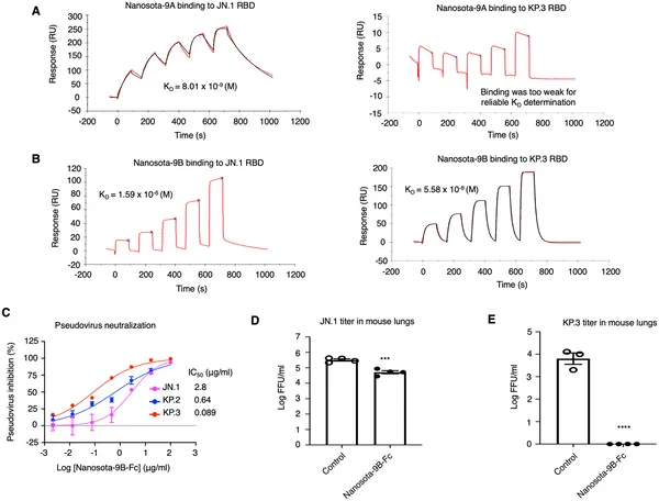 Nanosota-9B binds strongly to certain Omicron variants and effectively blocks their entry into human cells at low concentrations.