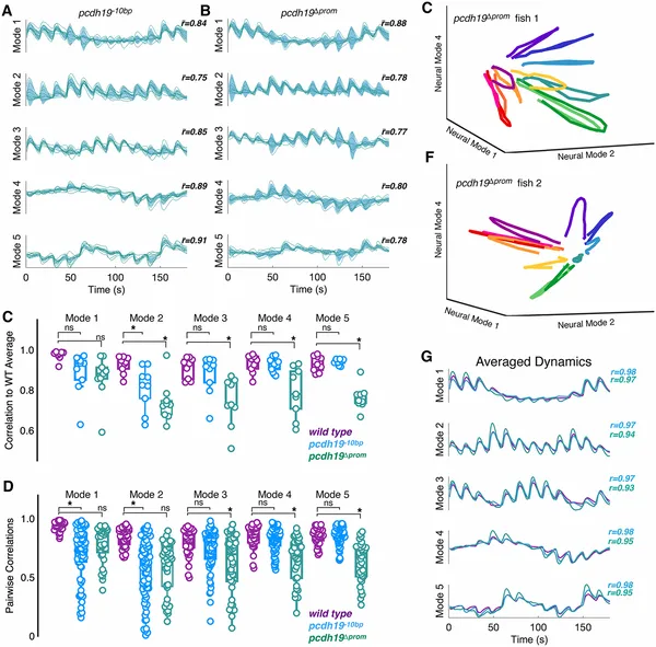 Mutations in pcdh19 change brain activity patterns in mutant larvae compared to normal ones, showing altered neural responses.