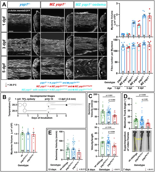Yap1 mutant larvae show normal muscle growth but swim slower and move less in response to touch and electrical stimulation compared to siblings.