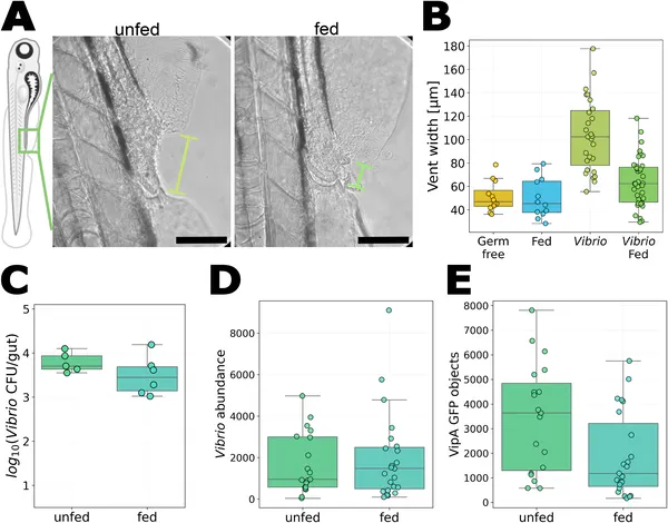 Feeding larvae reduces Vibrio bacteria's harmful effects on their vent area without changing bacterial numbers.