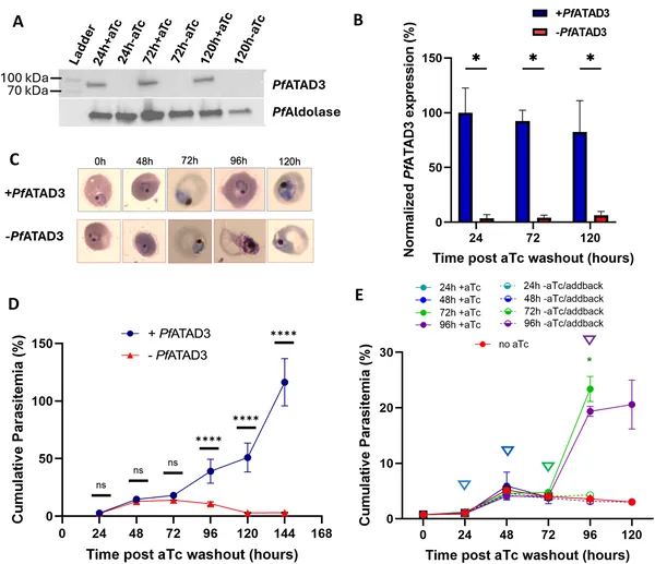 Pf ATAD3 protein is crucial for malaria parasite growth and survival, with its loss causing halted development and parasite death over time.