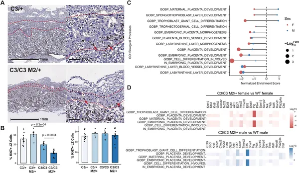 Placenta's junctional zone shows more cell changes than the labyrinth zone in semi-lethal genotypes, affecting development-related genes.