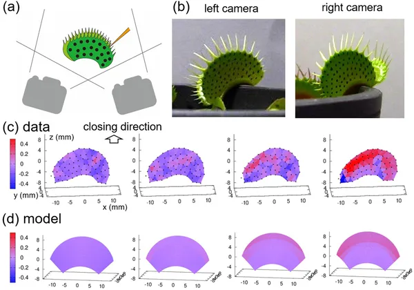 3D images show how trap shape and curves change over time from two angles using color to highlight curvature.