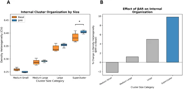 Beta-adrenergic stimulation changes internal RyR cluster patterns, with larger clusters showing more uneven density.