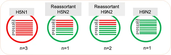 Study viruses include H5N1, H5N2 (from H5N1 and H9N2 mix), and H9N2 types showing gene swapping between bird flu strains.
