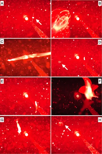 Photos show various sea creatures like copepods, jellyfish, shrimp, and fish near underwater equipment.