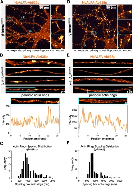 High-res images show the tiny, regularly spaced actin structures in mouse brain neurons using advanced staining and expansion techniques.