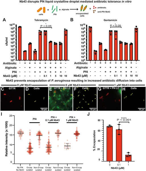 Nb43 reduces P. aeruginosa's antibiotic tolerance by disrupting Pf4, shown by fewer bacteria surviving and increased antibiotic uptake in lab tests.