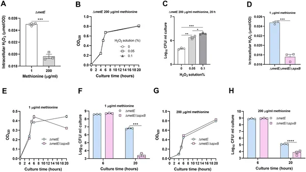Higher internal hydrogen peroxide helps bacteria survive better when methionine is low, shown by growth and survival tests under different conditions.