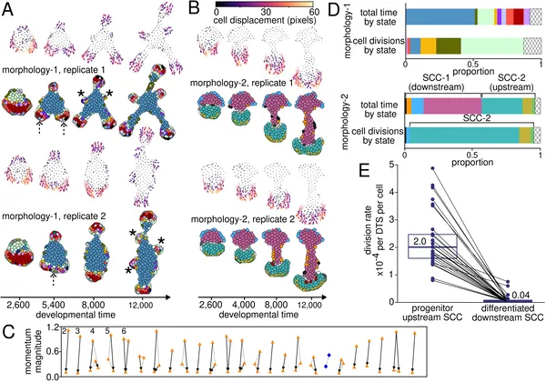 Cells move and divide in predictable ways, transitioning steadily to non-moving, non-dividing states across different developmental stages.