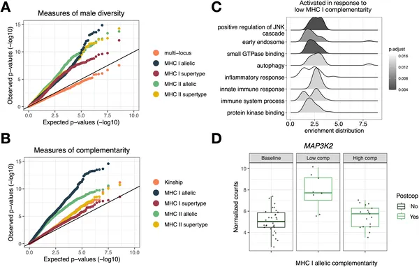 Gene activity in female reproductive tracts changes after mating, influenced by male immune gene diversity and compatibility.