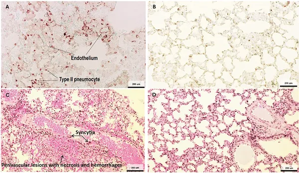 Virus proteins appear in lung cells and cause damage after infection, while uninfected lungs show no virus or damage.