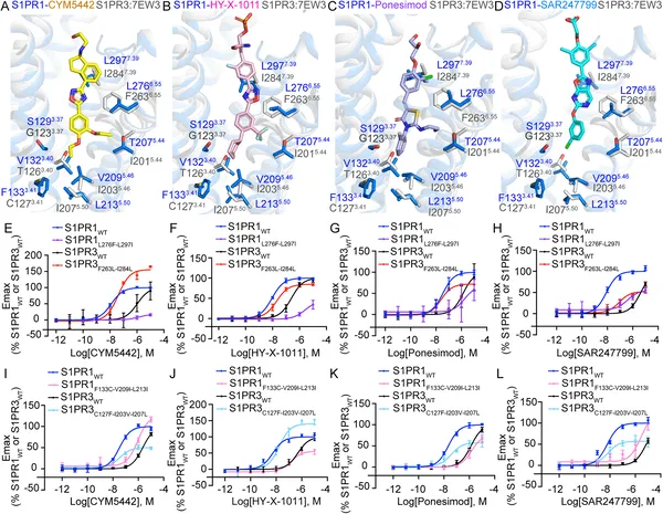Differences in key protein spots affect how S1PR1 and S1PR3 respond to four specific drug molecules.