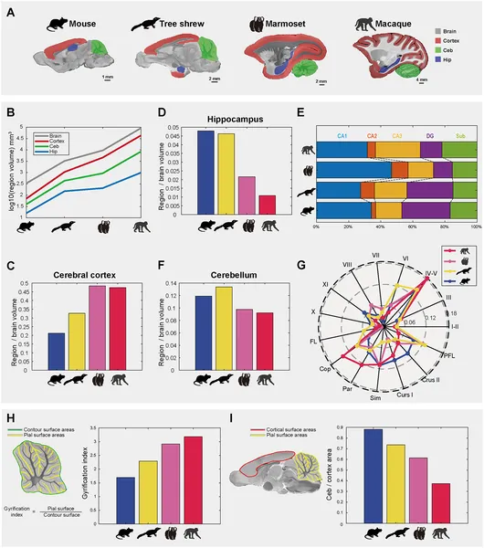 Brain region sizes and folding patterns vary across mouse, tree shrew, marmoset, and macaque species, highlighting differences in brain structure and complexity.