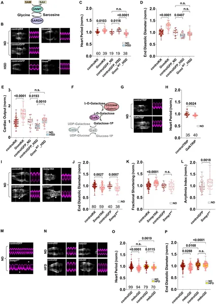This figure shows how glycine metabolism and related enzymes affect heart function and sugar processing in fruit flies.