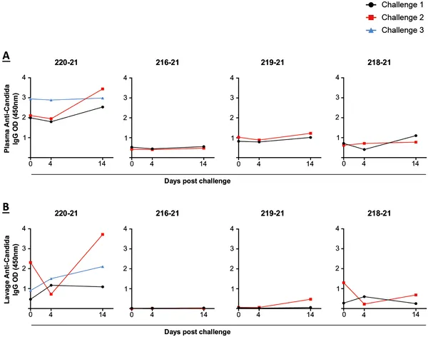 Antibody levels against Candida were measured in blood and vaginal fluid before and after infection and reinfection over 14 days.