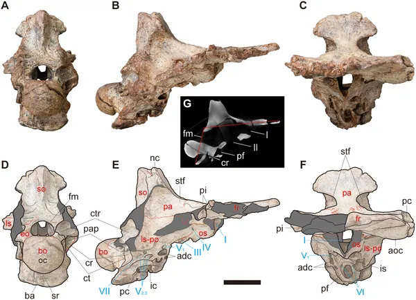 Views and cross-section of fossil NRRU-F01020035 showing skull bones, sutures, and nerve exits with scale bars for size reference.
